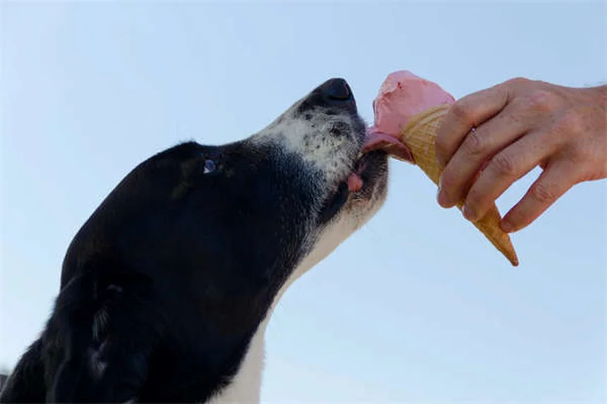初心者向けサンゴおすすめ5選！飼いやすい種類とコツ