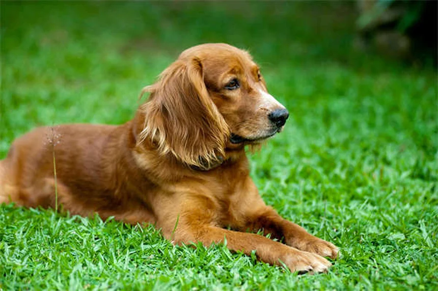 犬が双極性障害になることはない！知っておきたい5つの理由