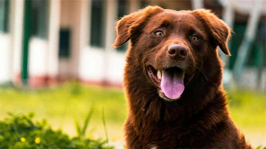 救助犬の活躍と訓練のすべて【犬種・トレーニング完全ガイド】