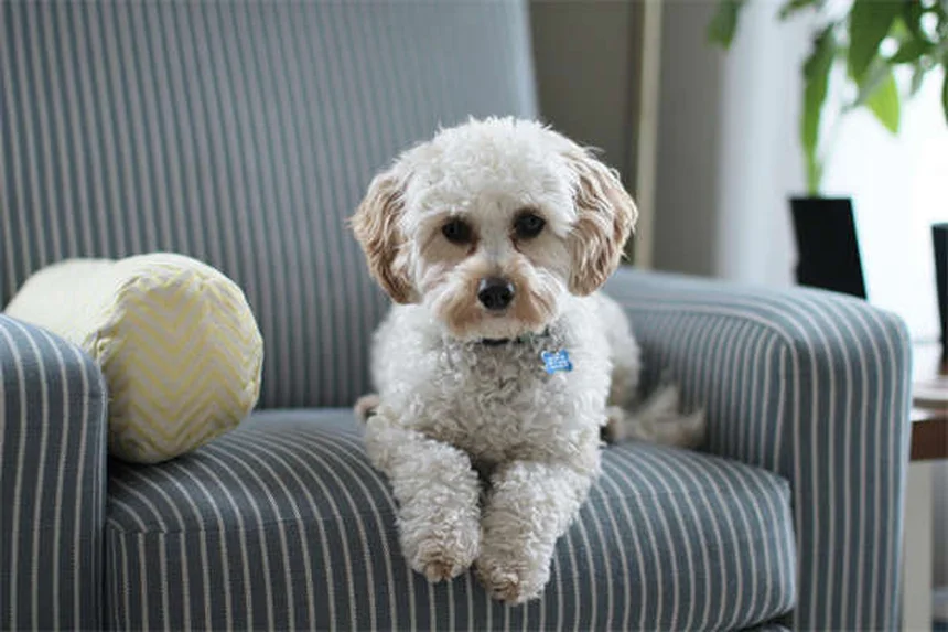 救助犬の活躍と訓練のすべて【犬種・トレーニング完全ガイド】