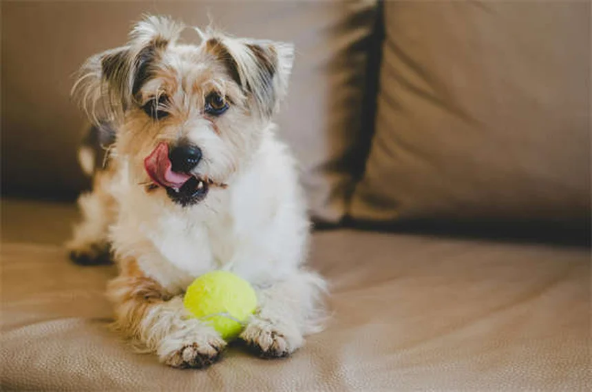 犬の背中の痛み｜5つの代表的なトラブルと予防法