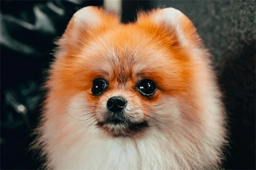 犬の風邪症状と予防法｜人間とは違う原因と対処法を解説