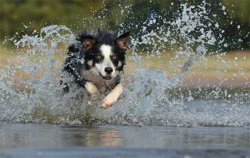 犬の花粉アレルギー対策7選｜症状から治療法まで獣医師が解説