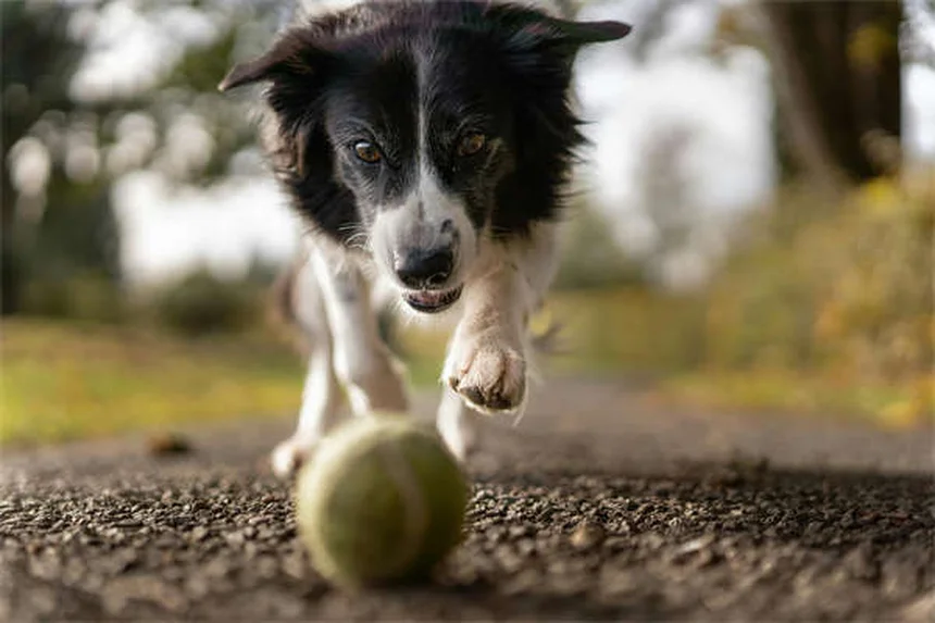 愛犬の最期を見極める7つのサインと安楽死の適切なタイミング