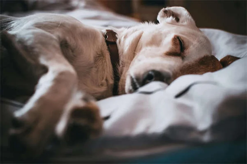 ゾニサミドとは？犬猫のてんかん治療に使われる抗発作薬の基本