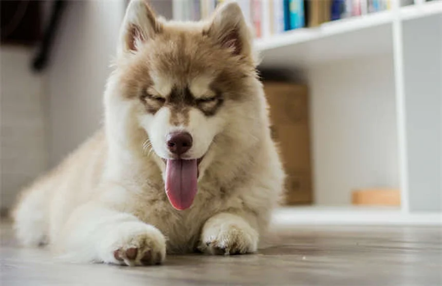猫好きにおすすめ！猫のような性格の犬種8選