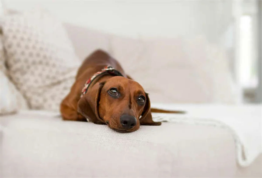 旅行中にペットが急病！愛犬・愛猫を守る7つの対策