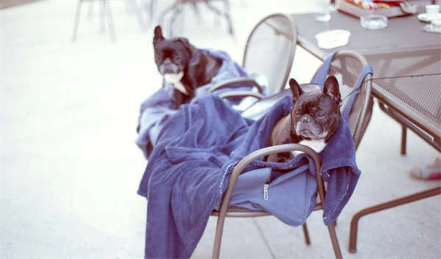 フェレットの皮下出血（ペテキア・エキモーシス）の原因と対処法【完全ガイド】