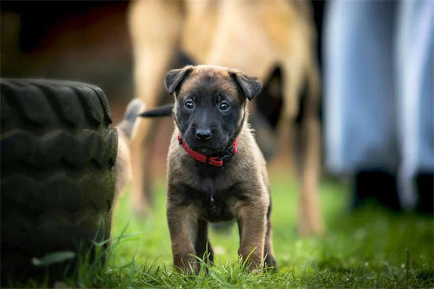犬のヘモアブドメン（腹腔内出血）とは？症状・原因・治療法を徹底解説