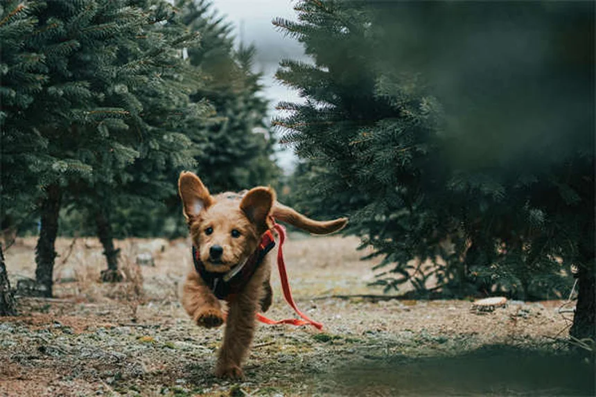 犬は人間の気持ちを本当に読める？驚きの科学的事実5選