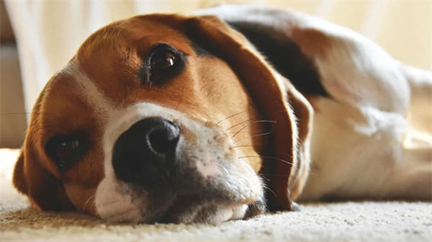 犬は人間の気持ちを本当に読める？驚きの科学的事実5選