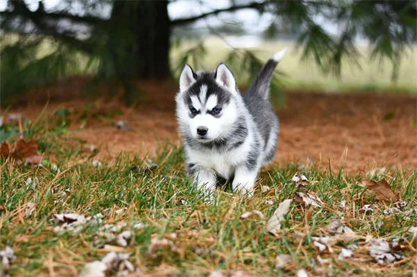 犬は人間の気持ちを本当に読める？驚きの科学的事実5選