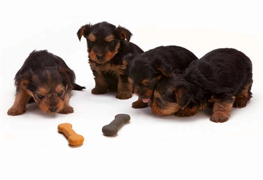 ペットと話すのは変？犬や猫と会話する驚きの効果5選