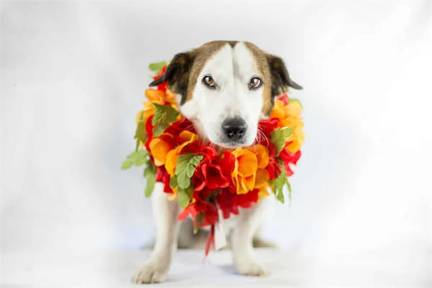 犬のインスリノーマとは？症状・治療法を獣医が解説