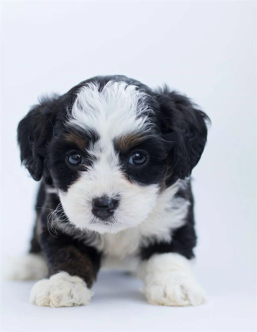 犬とハイキングに行く時の必需品リスト【プロが厳選】