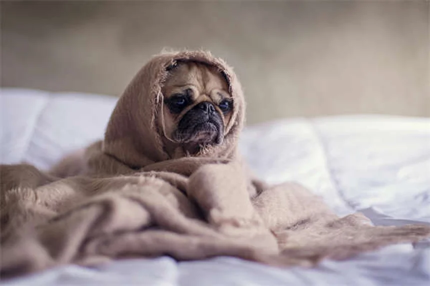犬が掃除機を怖がる理由と対処法｜3ステップで克服するトレーニング術