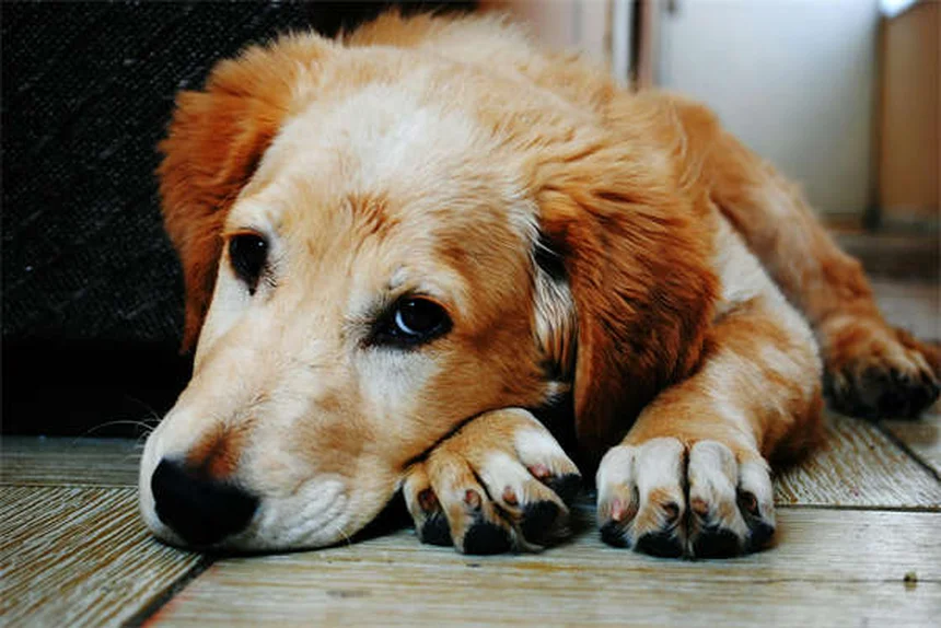 犬猫のフィラリア予防薬の選び方｜種類と効果を徹底比較