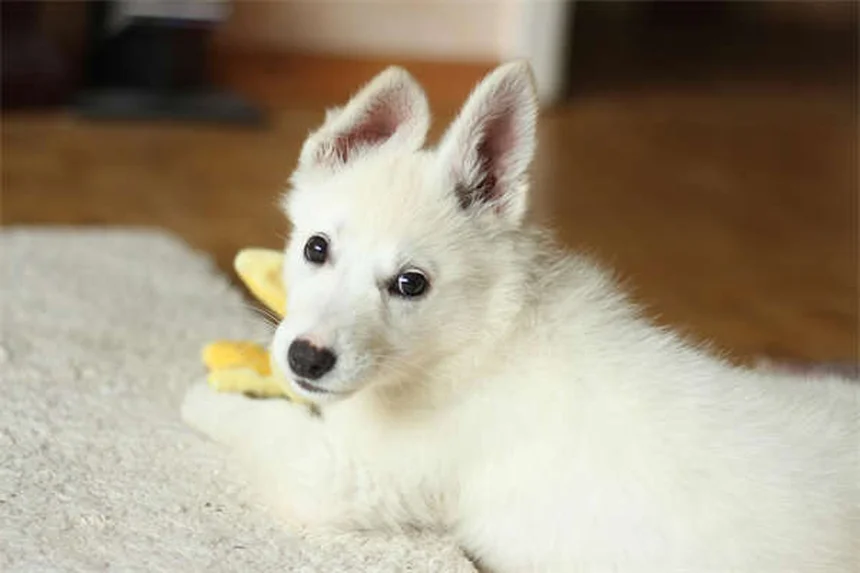 犬の仲良し作戦！初対面で失敗しない7つのステップ