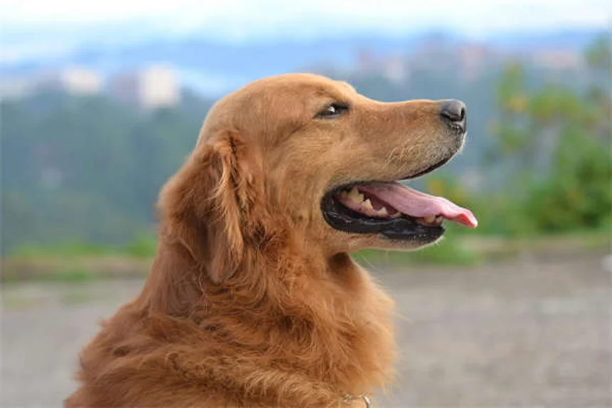 犬の仲良し作戦！初対面で失敗しない7つのステップ