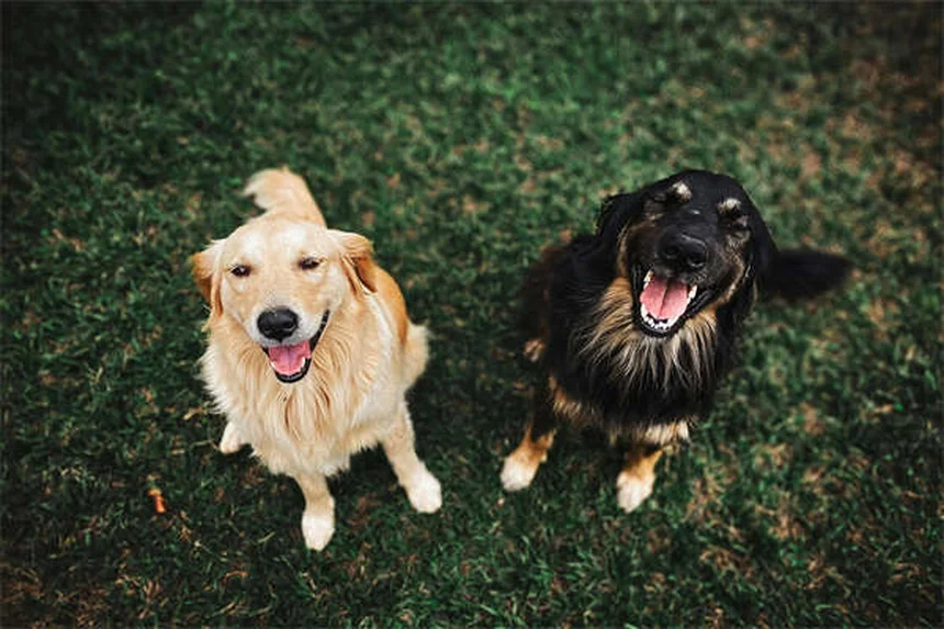 犬のマウンティング行動を徹底解説！原因と正しい対処法7選