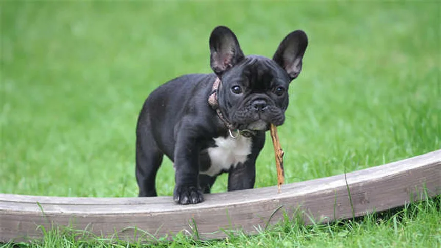 犬が芝生で転がる理由5選！本能と健康のサインを解説