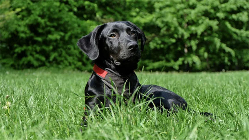犬が芝生で転がる理由5選！本能と健康のサインを解説