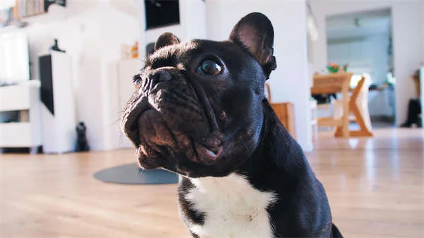 犬が芝生で転がる理由5選！本能と健康のサインを解説