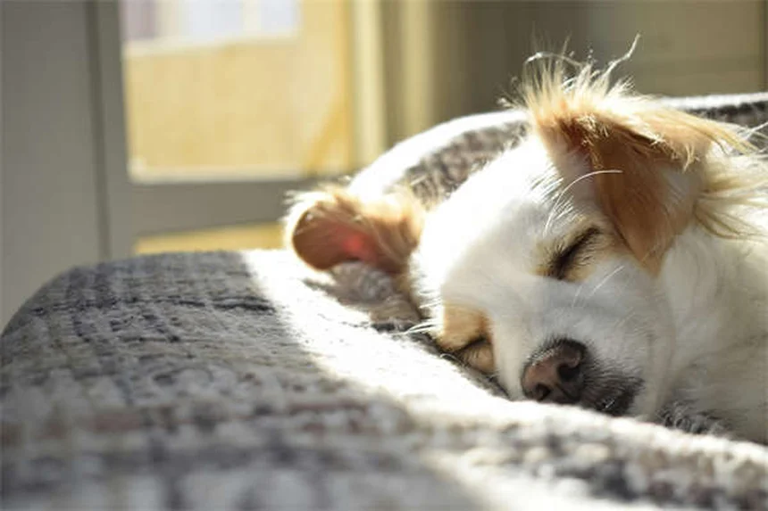 老犬を若々しく保つ6つの簡単な方法【飼い主必見】