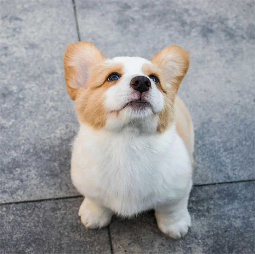老犬を若々しく保つ6つの簡単な方法【飼い主必見】