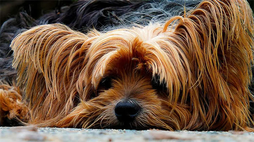 犬の肺がんとは？症状・原因・治療法を獣医師が解説