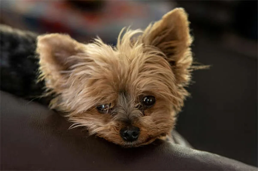 犬の拡張型心筋症（DCM）とは？症状・原因・治療法を徹底解説