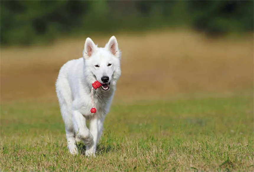 犬の拡張型心筋症（DCM）とは？症状・原因・治療法を徹底解説