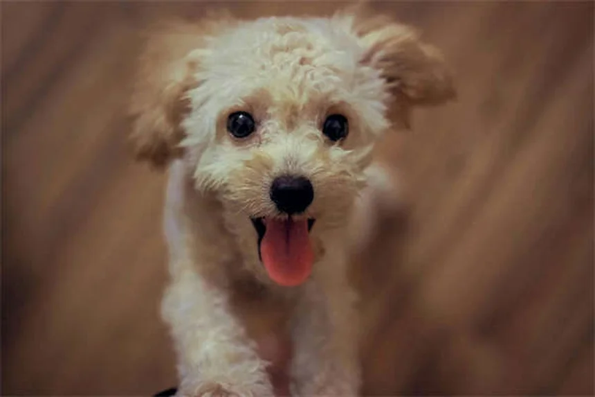 子犬のごはん選びで失敗しない3つのポイント【獣医師推奨】