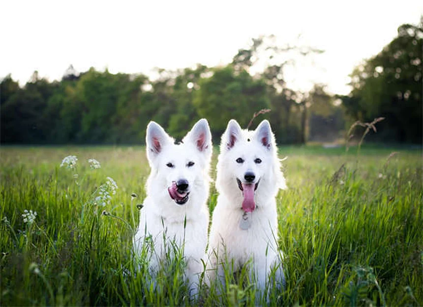 子犬のごはん選びで失敗しない3つのポイント【獣医師推奨】