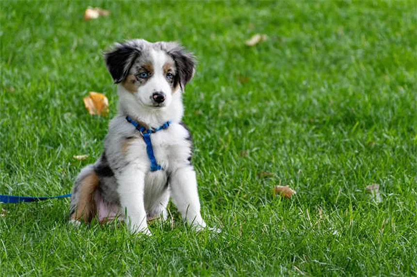 犬用ノミ・ダニ剤を猫に使うのは危険？絶対NGな理由と安全な対策5選