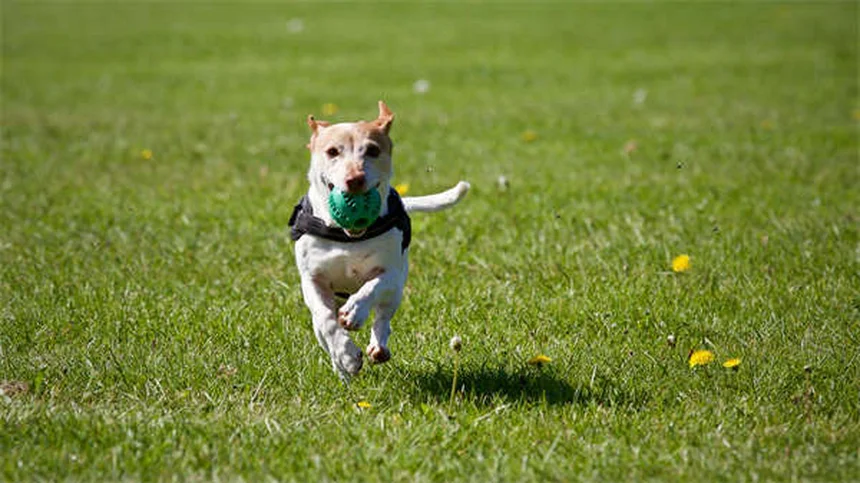 犬がサイレンに吠える理由とは？専門家が解説する5つの原因