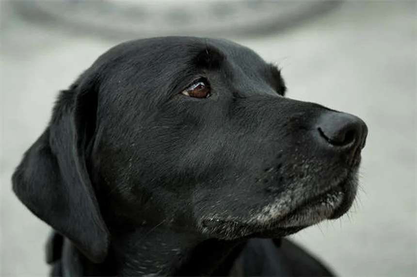 犬がサイレンに吠える理由とは？専門家が解説する5つの原因