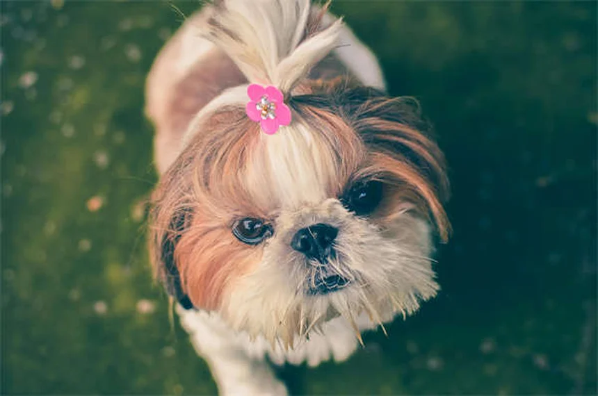 犬のうっ血性心不全 末期症状と最期のサイン5つ