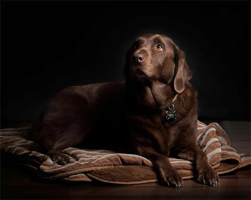 子犬の初めてのクリスマスを安全に過ごす7つの注意点
