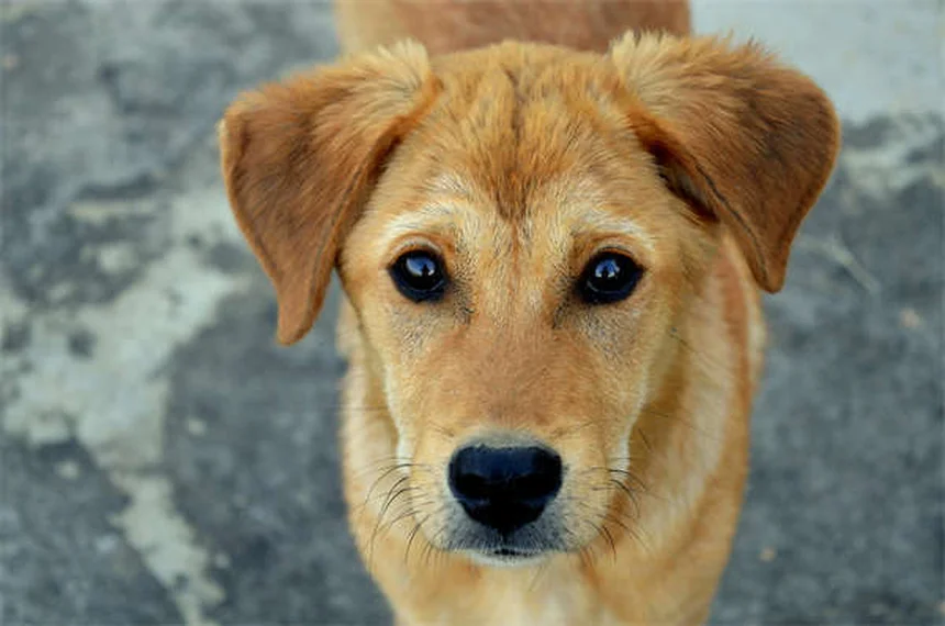膵酵素の正しい使い方と副作用、選び方｜犬猫のEPI治療ガイド
