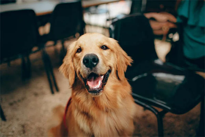 膵酵素の正しい使い方と副作用、選び方｜犬猫のEPI治療ガイド