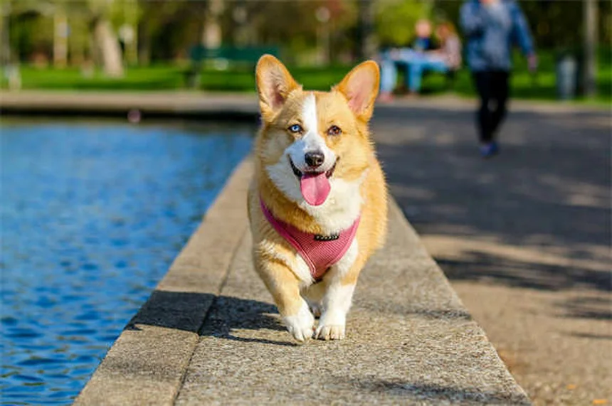 馬のワラビ中毒、早期治療で生存率を95%に上げる