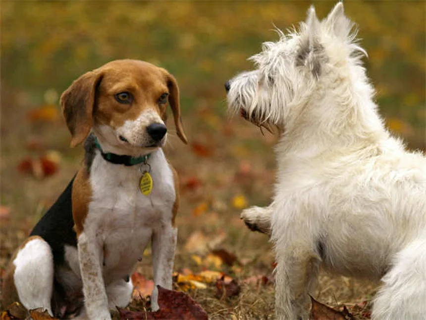 犬の唸りは悪いことじゃない！理由と正しい対処法をチェック
