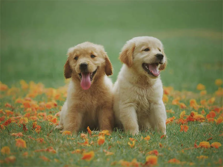 犬を迎えるときに絶対にやってはいけない6つのこと